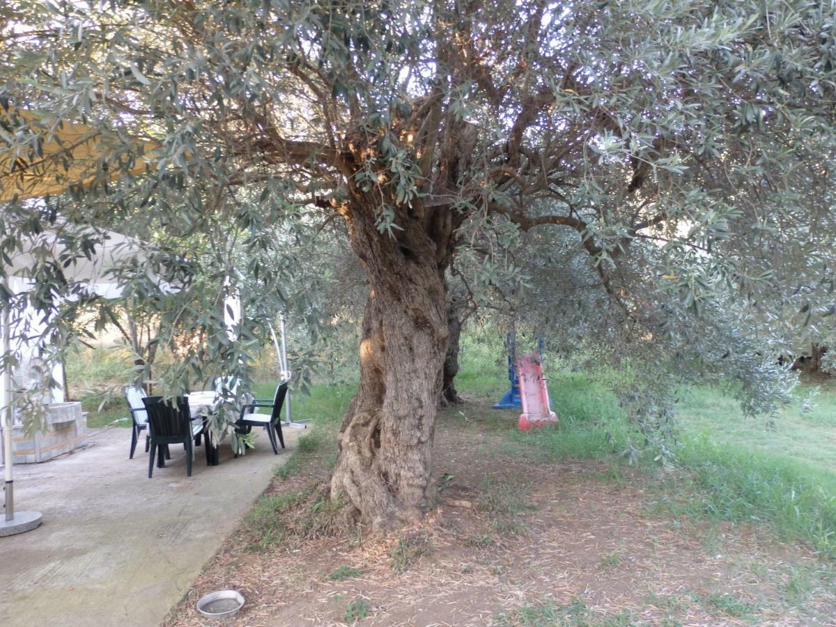 The Small House In The Olive Grove Lefokastro Exteriör bild
